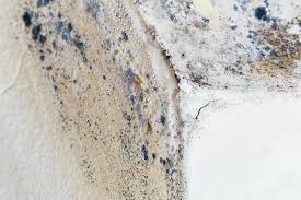 Mold Documentation for Insurance Claims in East Milton, FL